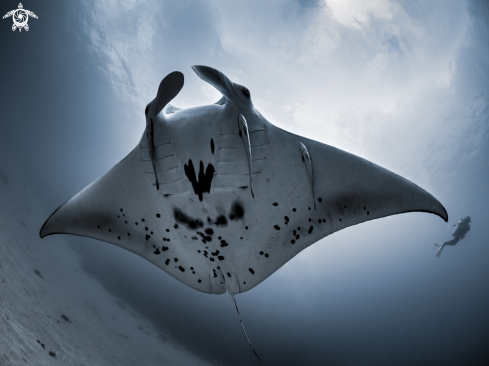 A Manta alfredi | Manta Ray