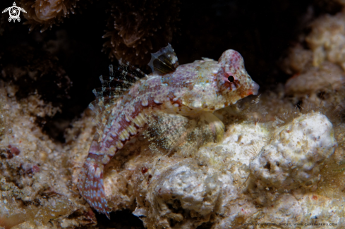 A Synchiropus moyeri | Dragonnet, Leierfisch