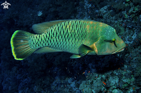 A napoleon fish