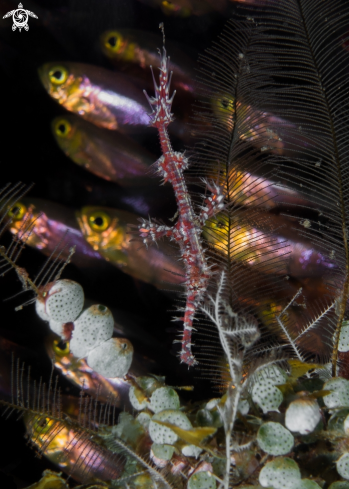 A Ornate ghost pipefish