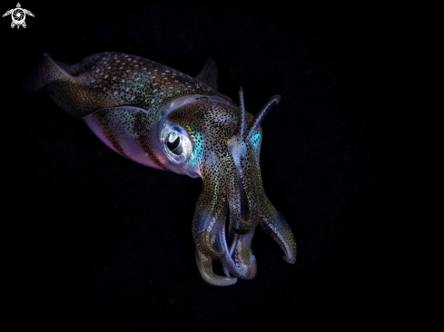 A Squid