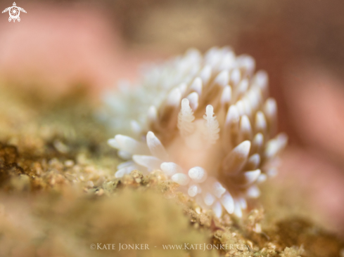 A Silvertip Nudibranch