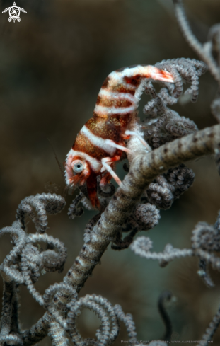 A Periclimenes lanipes on Astrophyton muricatum | Shrimp