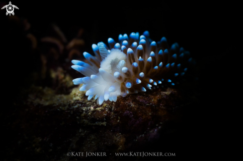 A Silvertip Nudibranch