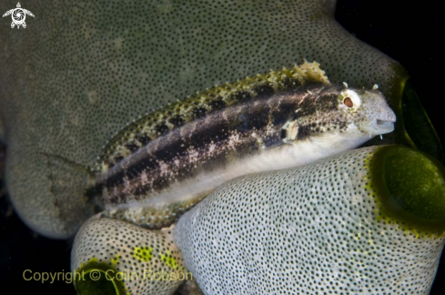 A goby fish