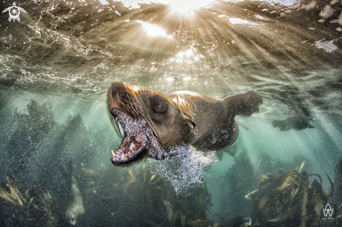 A Cape Fur Seal