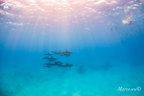 A Dolphin and Snorkeling