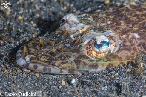 A Sunagocia otaitensis | Flathead