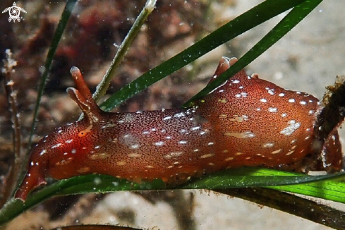 A Sea Hare