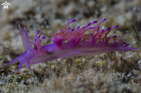 A nudibranch