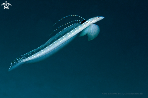 A Black-spot Worm-goby | Sanddivers in love