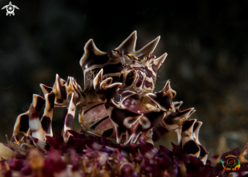 A Zebra crab