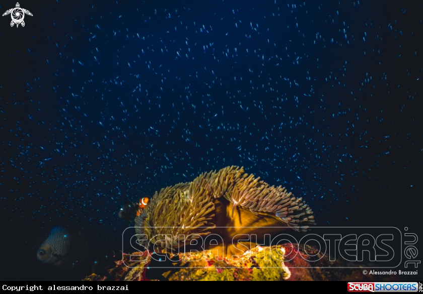 A clownfish - anemone