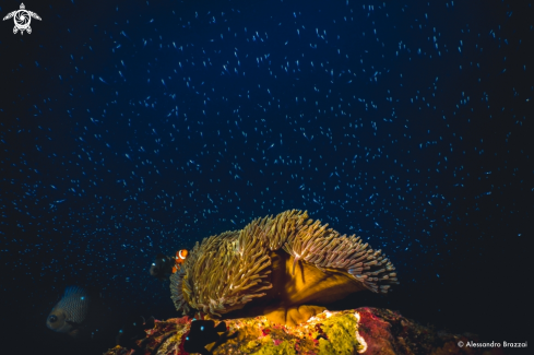 A clownfish - anemone