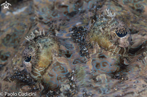 A Crocodilefish