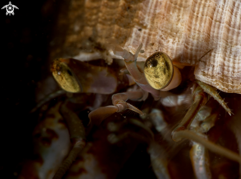 A Hermit crab