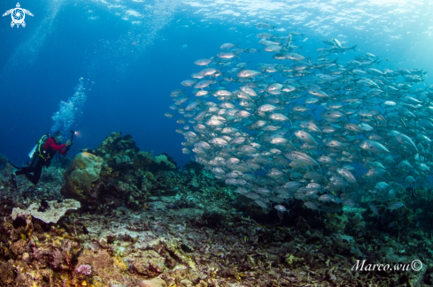 A Diver and jackfish