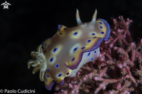 A Kunie's Chromodoris