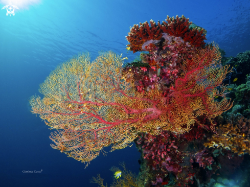 A Gorgonia coral