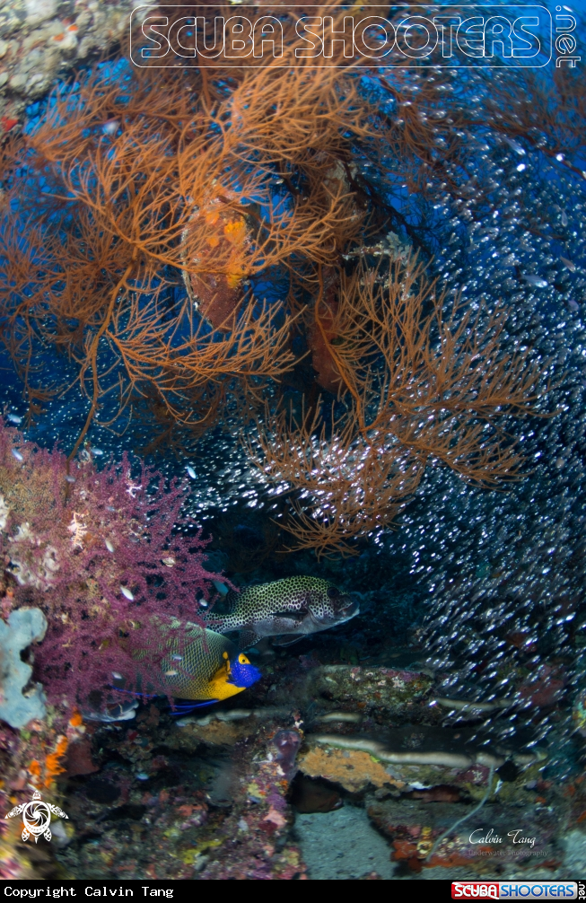 A Coral reef with glassfish
