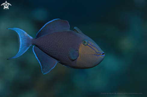 A Odonus niger | Blue Triggerfish