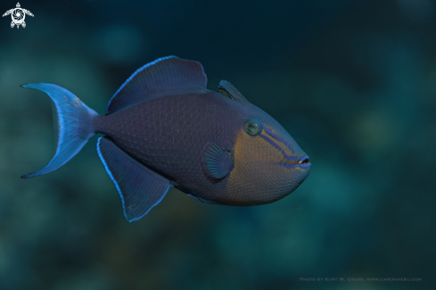 A Blue Triggerfish