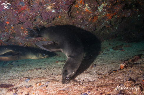 A Sea lion