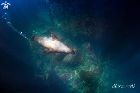 A Sea lion