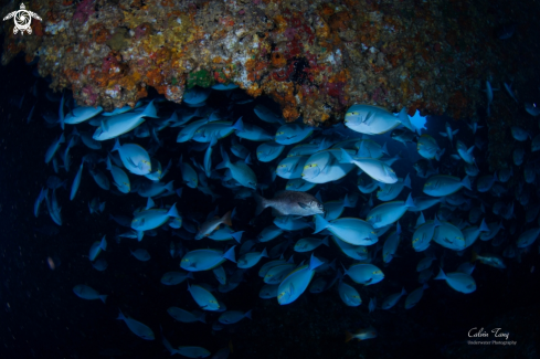 A Yellowmask Surgeonfish and the Snapper