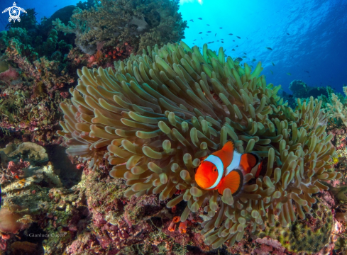 A Amphiprion ocellaris | Clownfish