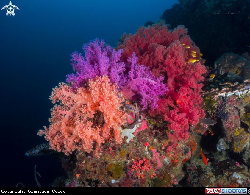 A Soft Coral,