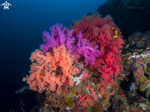 A Soft Coral,
