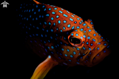 A Coral grouper