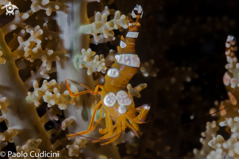 A Thor amboinensis | Squat shrimps ( Thor amboinensis ) 