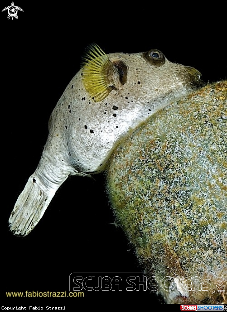 A Starry toadfish
