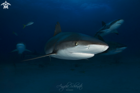 A GrayReef Shark