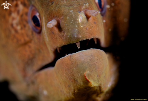 A Giant moray