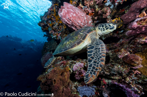 A Green Turtle 