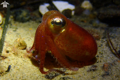 A Squid