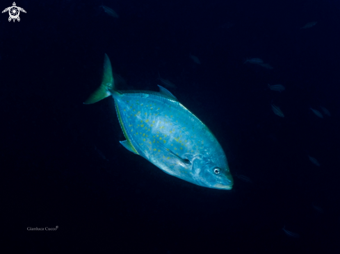 A Pseudocaranx dentex | Jackfish