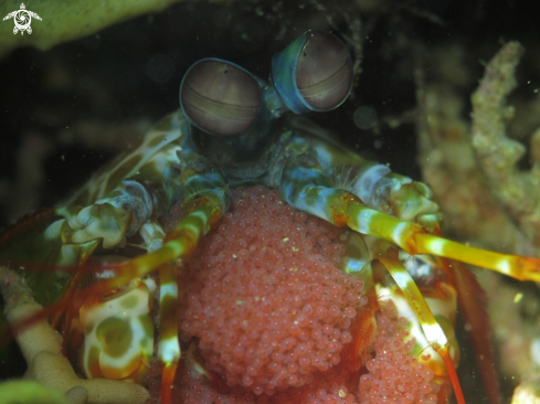 A Mantis Shrimp