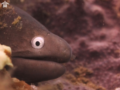 A Moray Eel