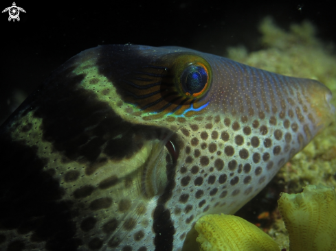 A Canthigaster Valentini | Black Saddled Toby