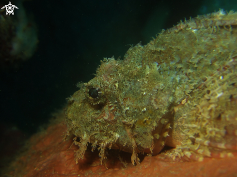 A Tasseled Scorpion Fish