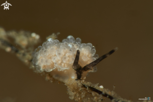 A Nudibranch