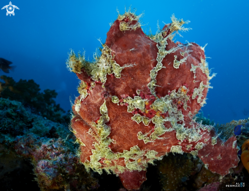 A Frog fish