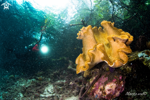 A Coral and diver 