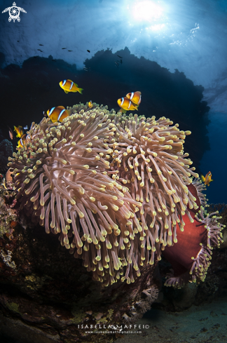 A Amphiprion bicintus