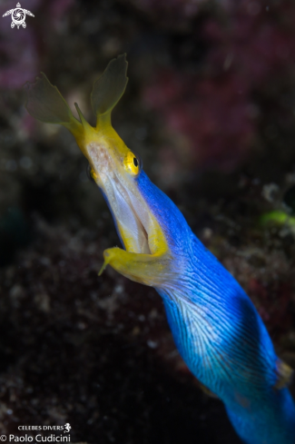 A Rhinomuraena quaesita (male) | Ribbon Eel (male), 