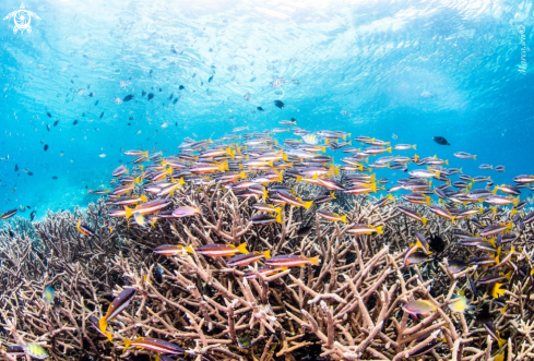 A Coral and fish